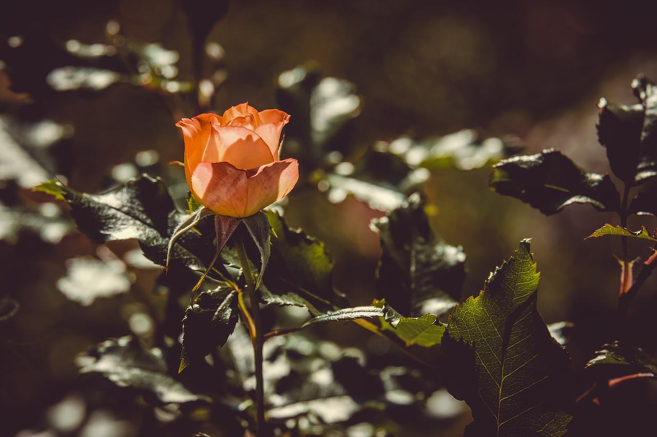 Pomarańczowa róża ogrodowa