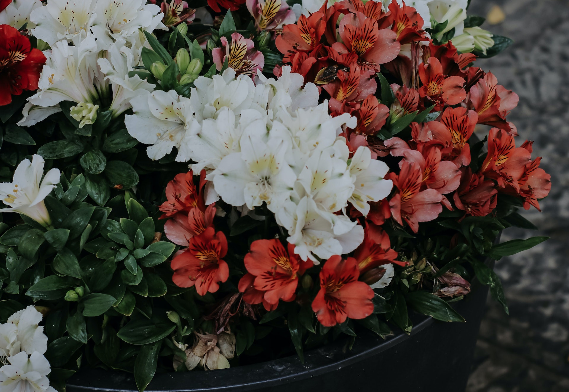 Biała azalia japońska rośnie w doniczce