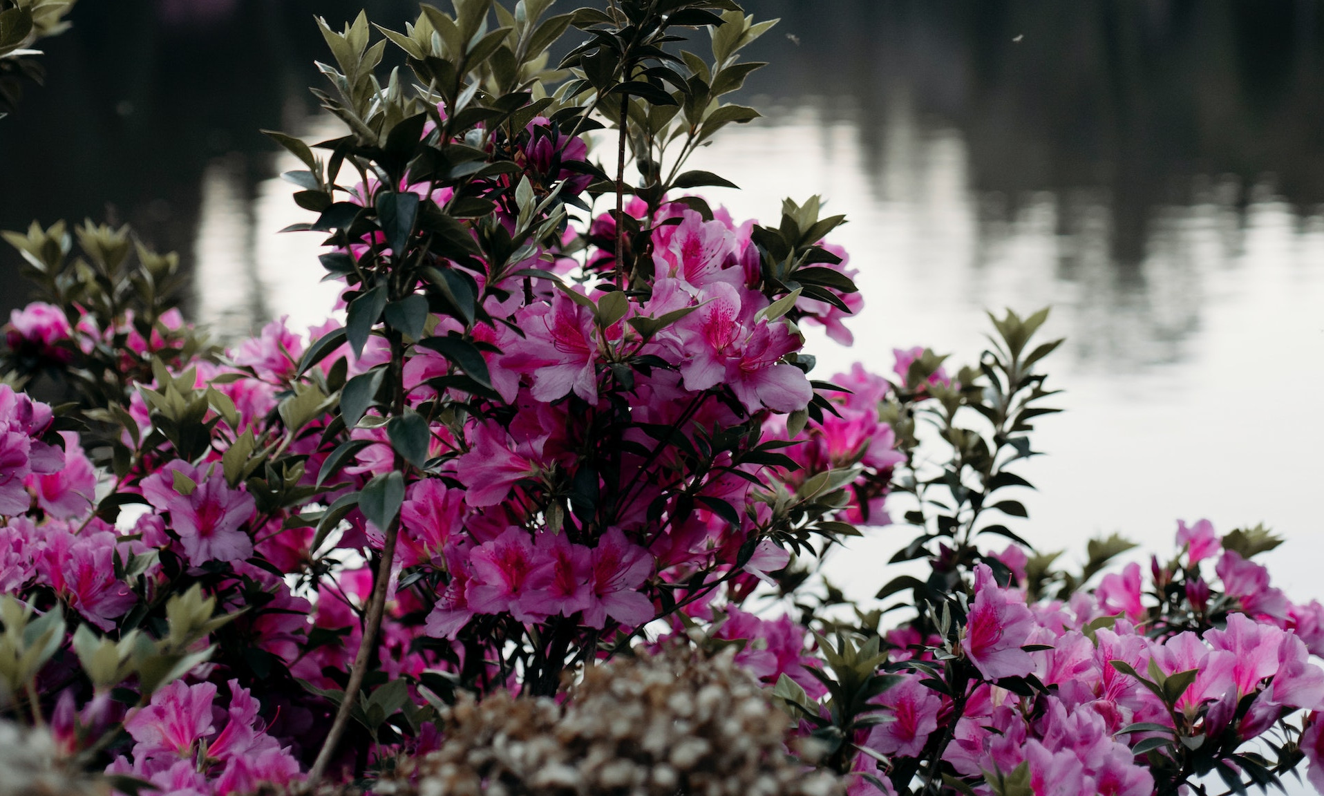 Kwitnące azalie w ogrodzie