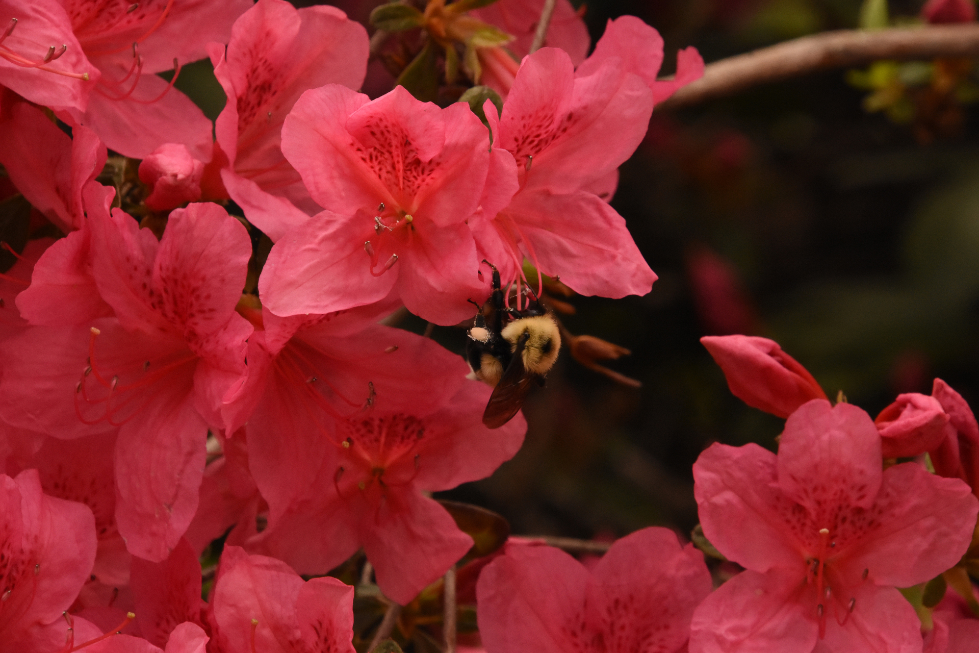 Azalia wielokwiatowa w ogrodzie