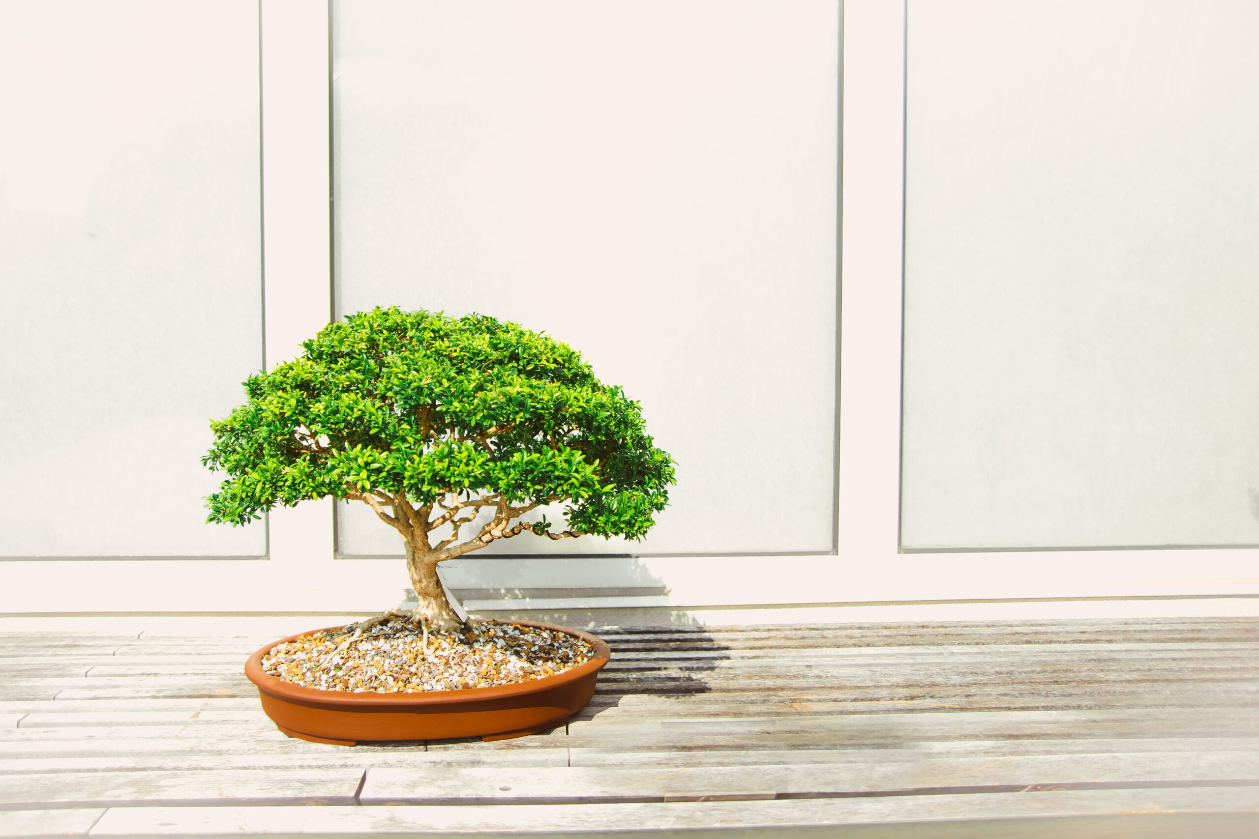 Drzewko bonsai w doniczce