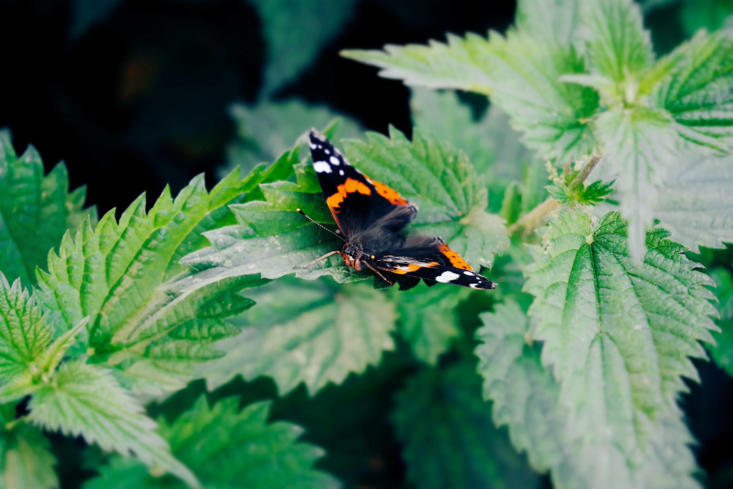 Motyl siedzący na pokrzywie w ogrodzie