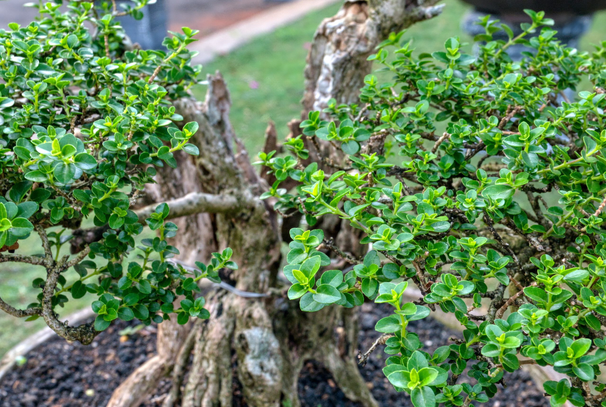 Uprawa drzwka bonsai w ogrodzie