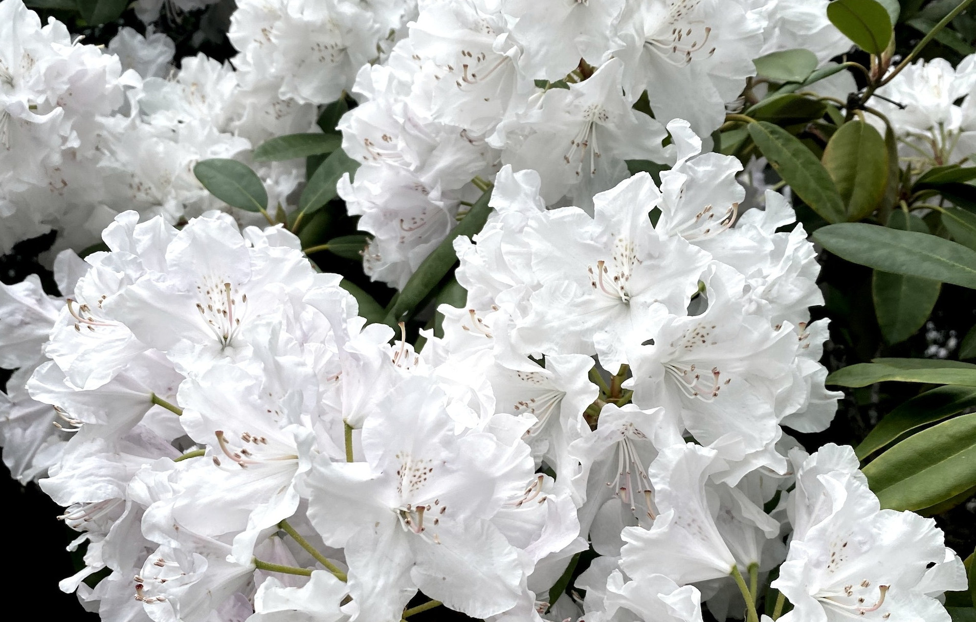 Biała azalia japońska rośnie w ogrodzie